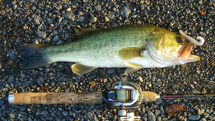 ワームメソッド｜川スモールマウス,ワーム,最強,おすすめ