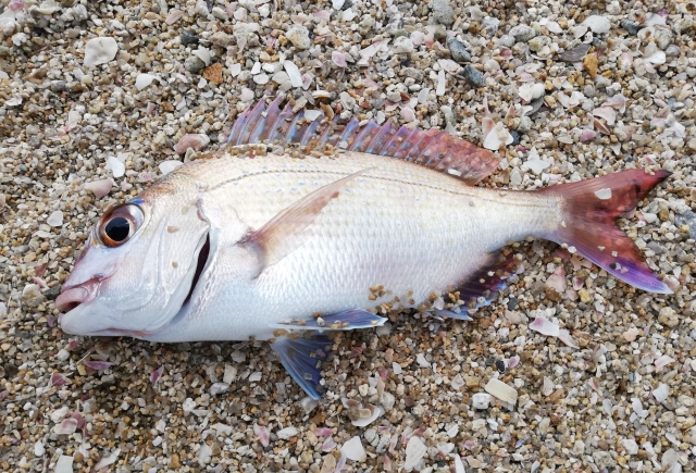 ショアラバ,サーフ,釣り方