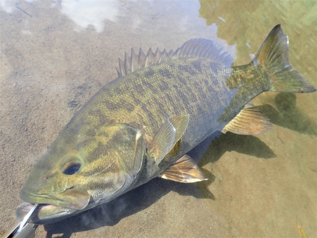 春,スモールマウス,釣り方,3月,4月,5月,ルアー