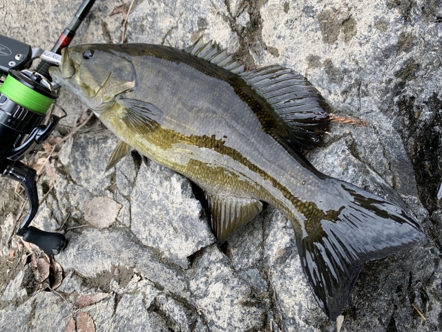 選び方｜スモールマウスバス,ルアー,おすすめ,最強