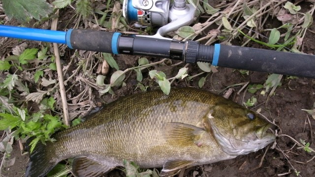 タックル｜スモールマウスバス,釣れる場所,ポイント,釣り方
