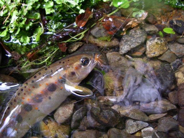 テンカラ釣りとは|渓流,,釣り方