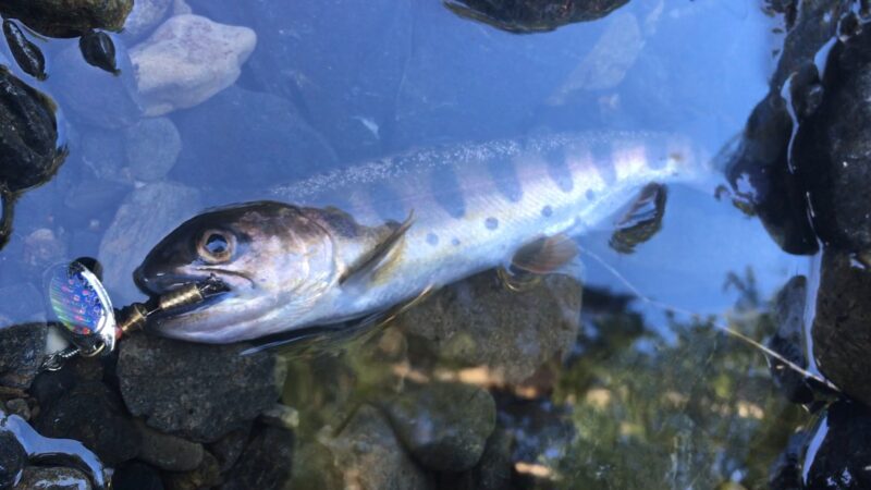 ヤマメ|渓流釣り,釣れる魚,種類,釣り方