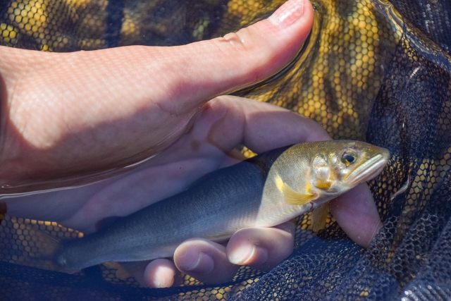 態と季節の移り変わり｜鮎釣り,時期,期間,解禁日