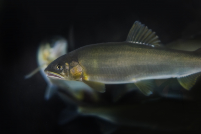 アユ,生態,習性,釣り方