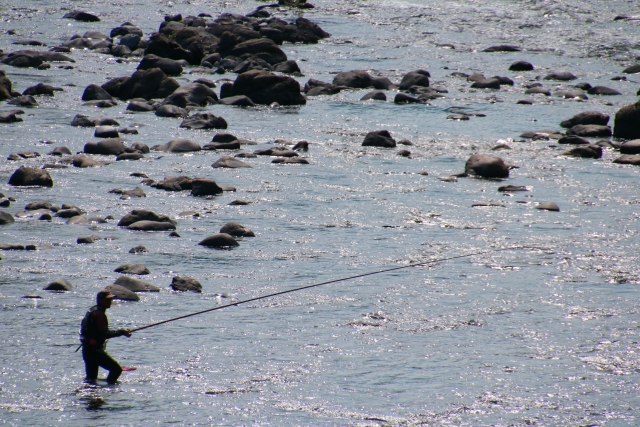 鮎釣り,時期,期間