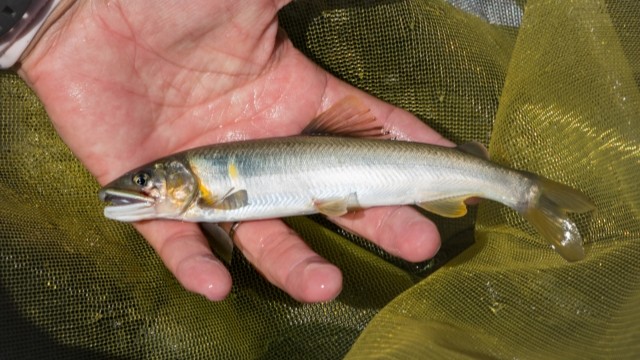 アユイングとは｜アユイング,ルアー,代用