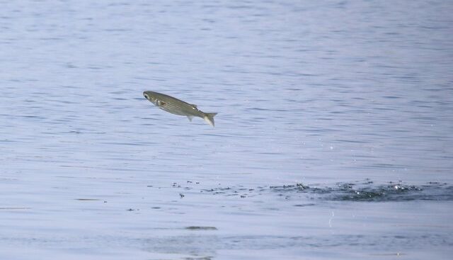 虫よけ,ボラジャンプ|魚が飛び跳ねる理由,釣り方