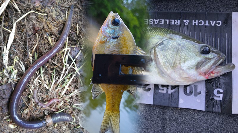 ブラックバス,エサ釣り