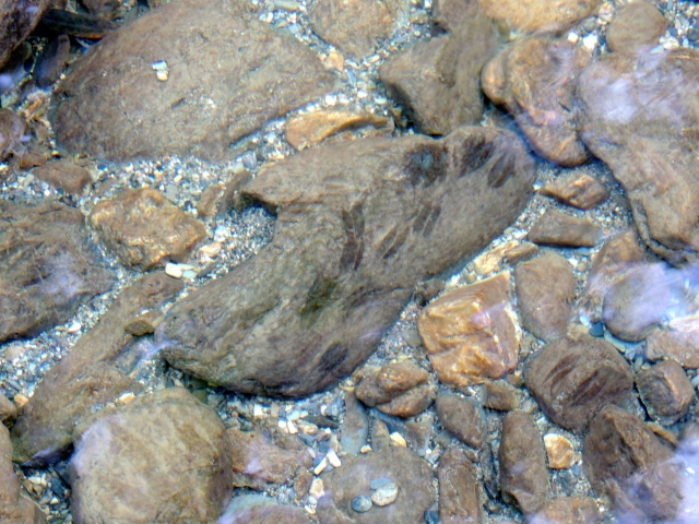 ハミ跡のある岩,｜アユ,生態,習性,釣り方