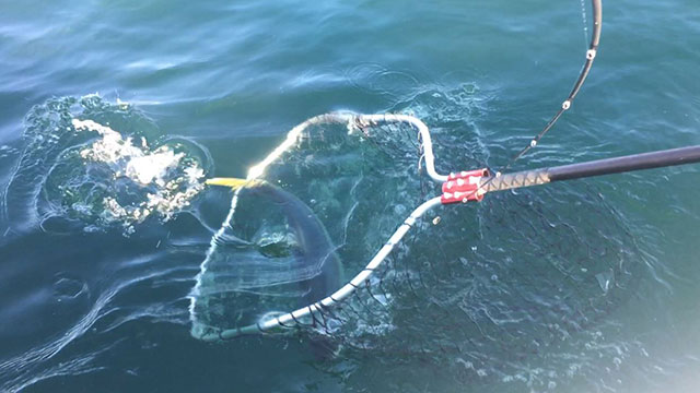 アワセ,ランディング,やり方