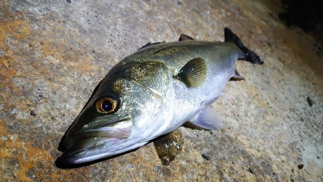 イカパターン,攻略,釣り方,ルアー,タックル