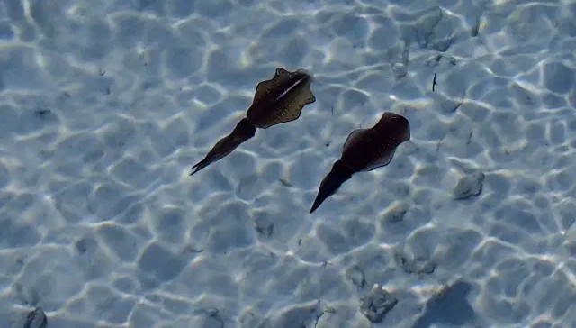 有効な潮と時間帯｜イカパターン,攻略,釣り方,ルアー,タックル