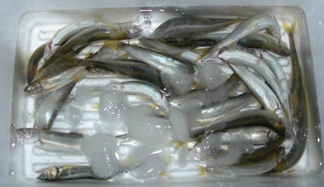 コアユ｜アユ,生態,習性,釣り方