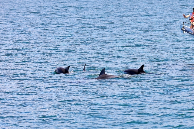 イルカジャンプ,番外|魚が飛び跳ねる理由,釣り方