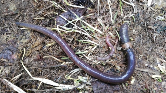 ブラックバスが好むエサ｜ブラックバス,エサ釣り