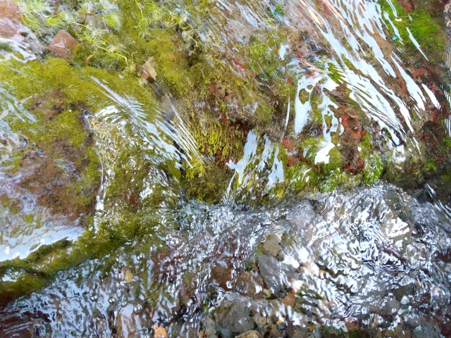 岩の苔,アユの食性,エサ｜アユ,生態,習性,釣り方