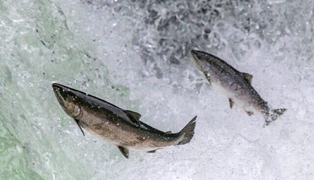 遡上,障害物を飛び超える|魚が飛び跳ねる理由