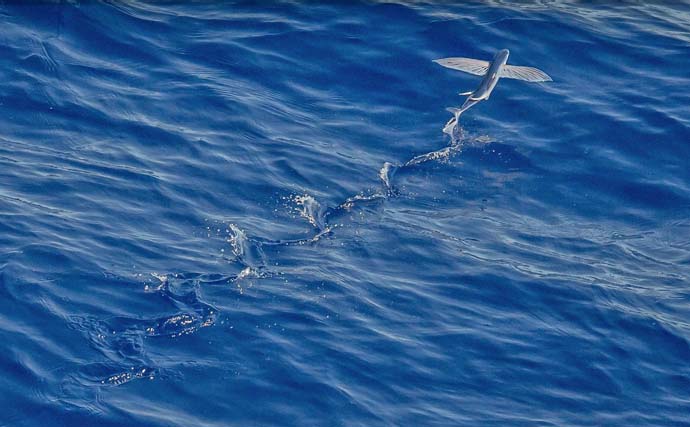 危険回避|魚が飛び跳ねる理由,釣り方