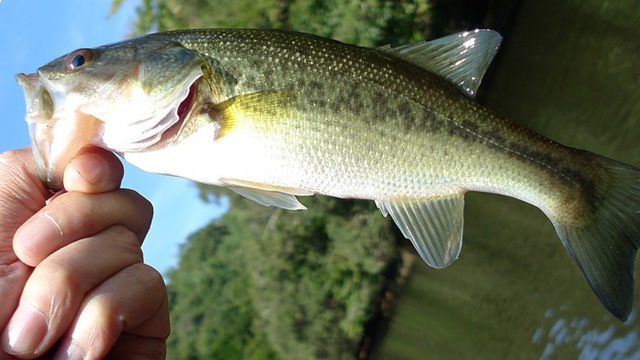 バサー｜釣りはスポーツ？