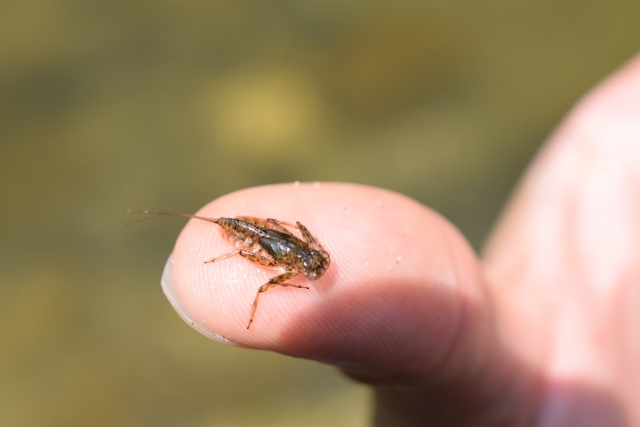 ヒラタ（ヒラタカゲロウ幼虫）、天然の餌（川虫）｜渓流,エサ釣り,付け方,仕掛け,誘い方