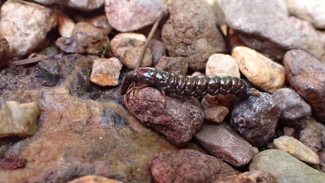 クロカワムシ(トビケラ幼虫)|渓流,エサ釣り,付け方,仕掛け,誘い方