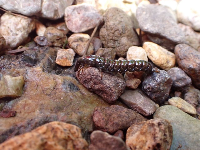 クロカワムシ（トビケラ幼虫）、天然の餌（川虫）｜渓流,エサ釣り,付け方,仕掛け,誘い方