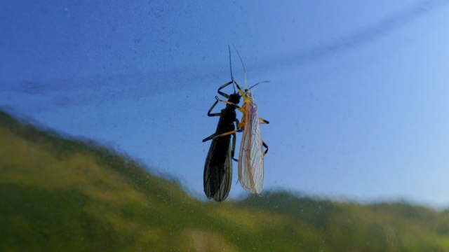 カワゲラ（オニチョロ）、天然の餌（川虫）｜渓流,エサ釣り,付け方,仕掛け,誘い方