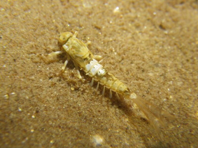 ピンチョロ（フタオカゲロウ幼虫）、天然の餌（川虫）｜渓流,エサ釣り,付け方,仕掛け,誘い方