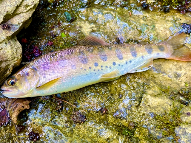 ヤマメとは｜ヤマメ,生態,習性,食性,攻略法