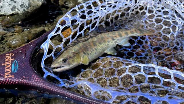 ヤマメ,生態,習性,食性,攻略法