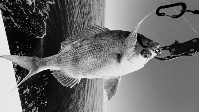 釣り方がワンパターン｜タイラバ,釣れない,解決方法