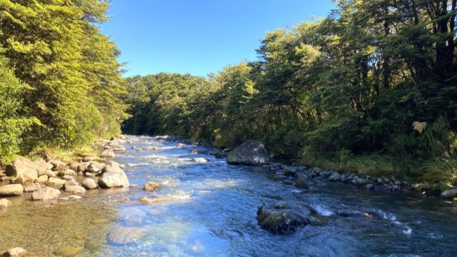 ポイント｜ニジマス,習性,生態,食性,行動パターン,釣り方
