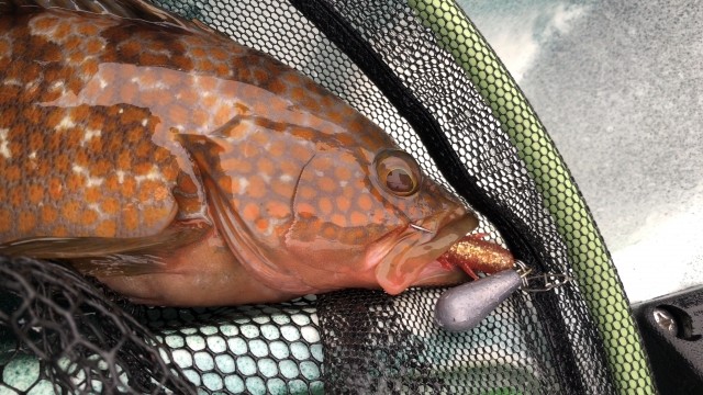 対象魚と釣れる時期の変化｜ロックフィッシュ,時期