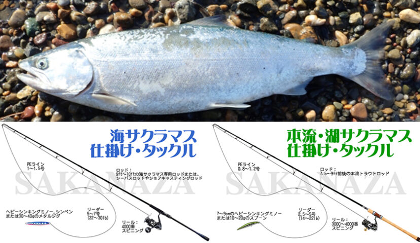 サクラマス,仕掛け,タックル