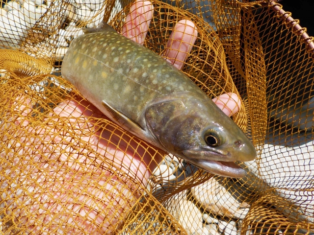 ルアーの選び方と釣り方｜イワナ,生態,習性,食性