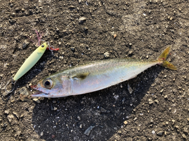 「釣れる」と「釣ることも出来る」の違い|シーバスロッド,青物,代用,選び方