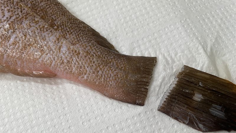 尾びれを切り落とす,魚の下処理｜キジハタ(アコウ),煮付け,レシピ,つくり方