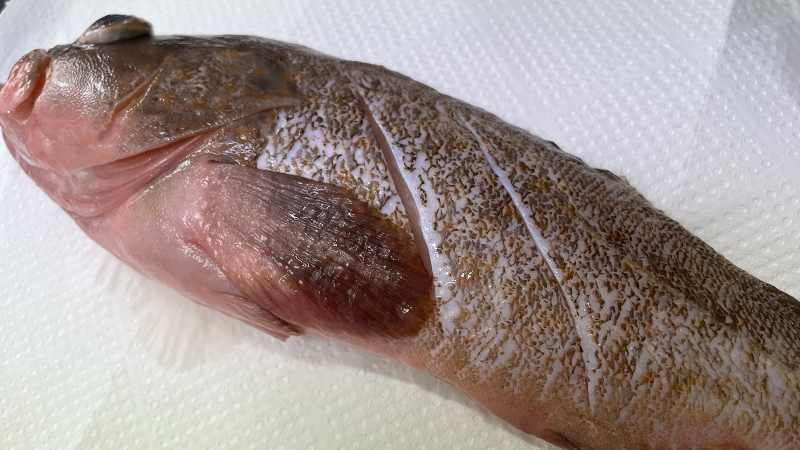 魚の下処理｜キジハタ(アコウ),煮付け,レシピ,つくり方