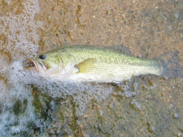 ブラックバス,釣れる魚の仕掛けと釣り方｜夏,親子釣り,ファミリーフィッシング