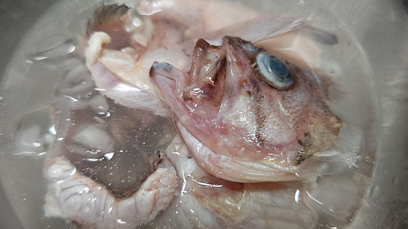 氷水にさらす｜キツネメバルのわかめ鍋と炙り刺し,釣果メシ,レシピ