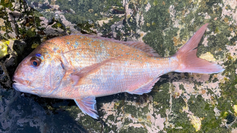 真鯛の釣れる時期|ショアラバ,時期
