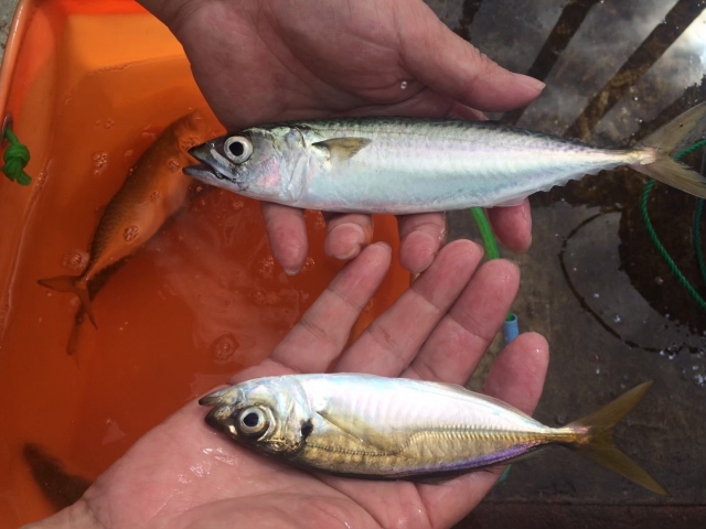 アジ/イワシ/サバ,釣れる魚の仕掛けと釣り方｜夏,親子釣り,ファミリーフィッシング