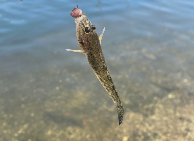 ハゼ,釣れる魚の仕掛けと釣り方｜夏,親子釣り,ファミリーフィッシング