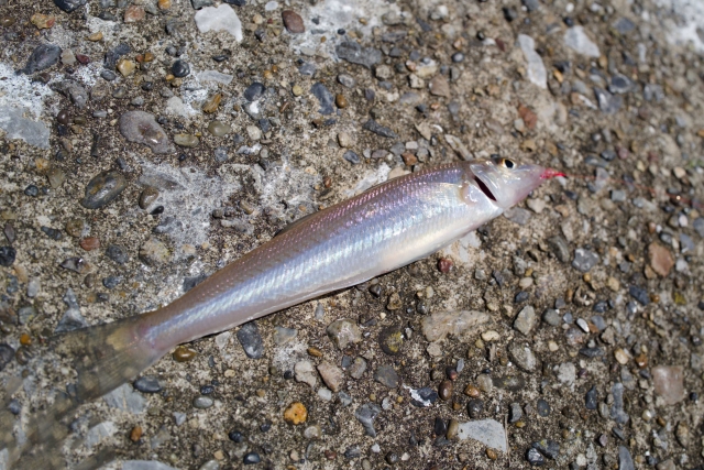 シロギス,釣れる魚の仕掛けと釣り方｜夏,親子釣り,ファミリーフィッシング