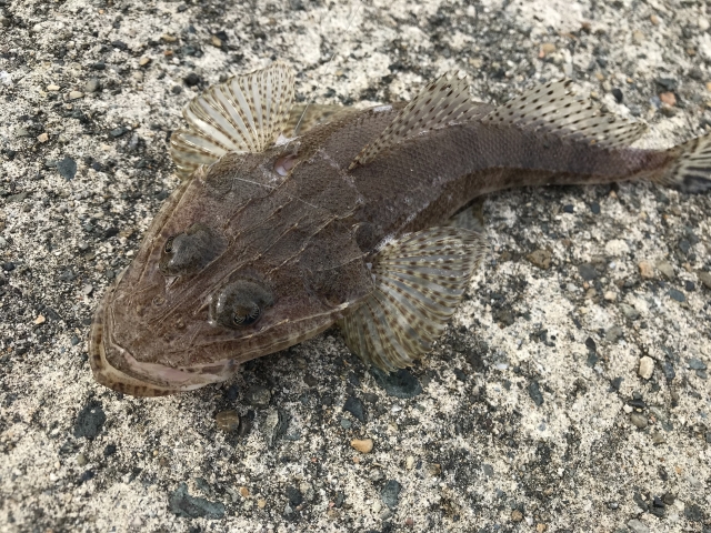 コチ,釣れる魚の仕掛けと釣り方｜夏,親子釣り,ファミリーフィッシング