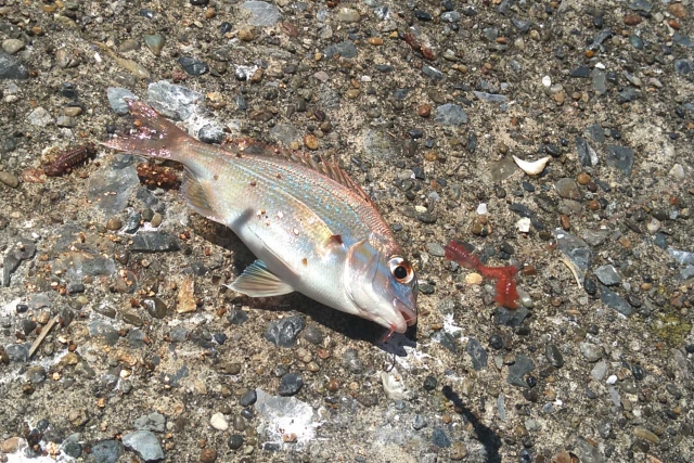 レンコダイ,チヌ,釣れる魚の仕掛けと釣り方｜夏,親子釣り,ファミリーフィッシング