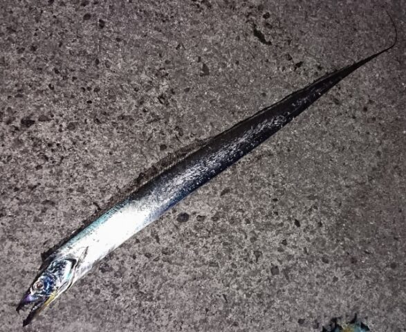 タチウオ,釣れる魚の仕掛けと釣り方｜夏,親子釣り,ファミリーフィッシング