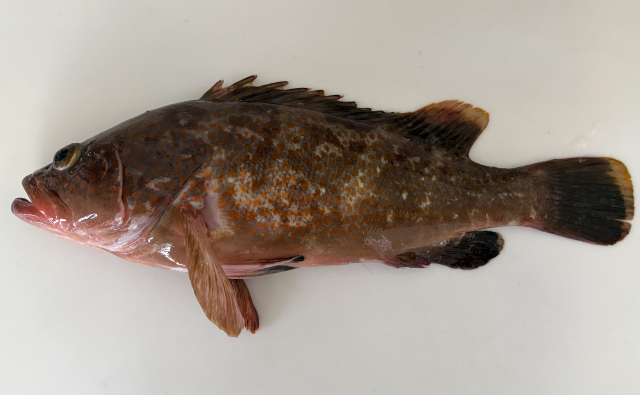 キジハタ,アコウ,生態,習性食性,釣り方