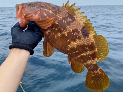 釣り方・攻略法｜キジハタ,アコウ,生態,習性